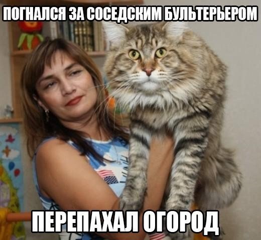 Подборка мемов про мини кота