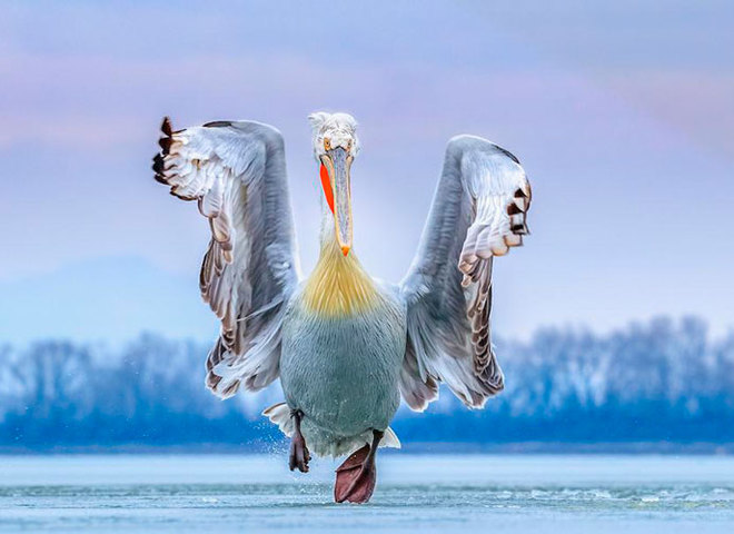 Bird Photographer Of The Year 2019