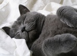 Котики