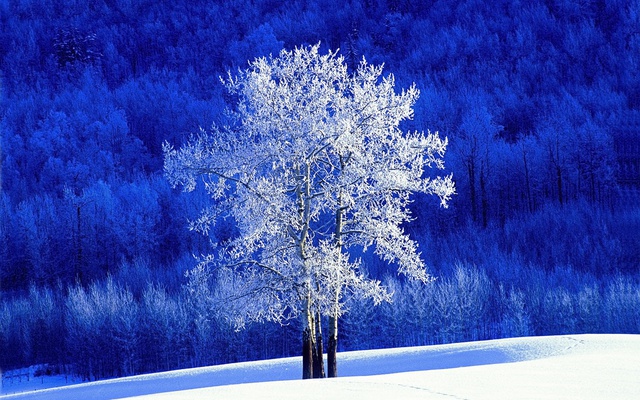 Зимнее деревце