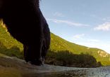 Grizzly Eats My GoPro
