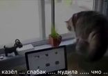 Драка котов через окно