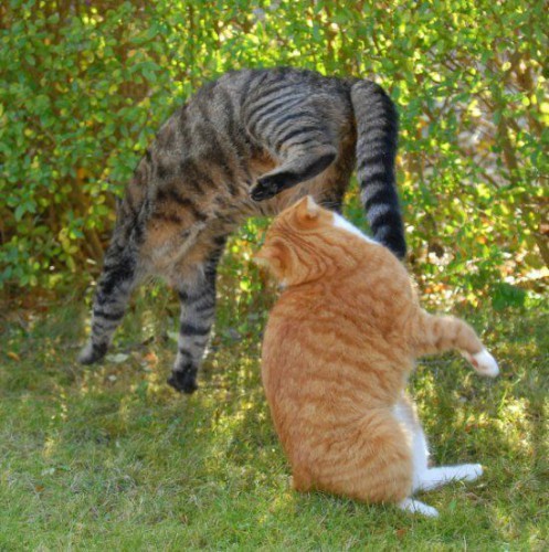 Урок каратэ от котэ