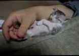 Котятко заснуло )))