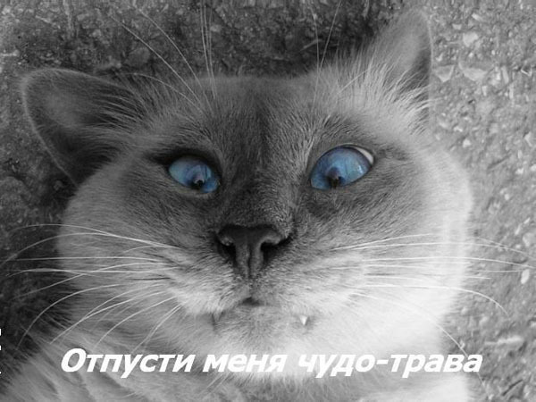 ТОП лучших котоматриц