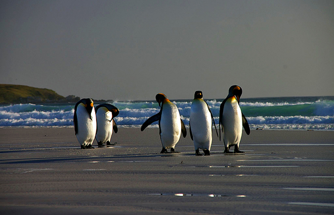 Где встретить пингвинов: Пингвины на островах близ Огненной Земли - Королевский пингвин