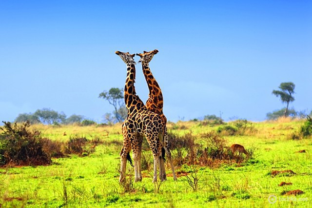 Самые лучшие места для медового месяца: парк Уганды