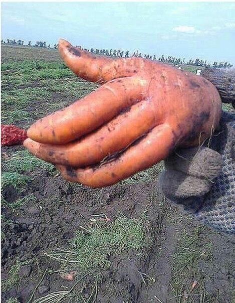 "Здравствуйте, я — морковь."