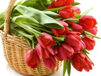 Корзина тюльпанов на 8 марта