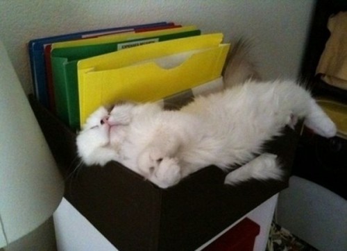 Вездесущие коты