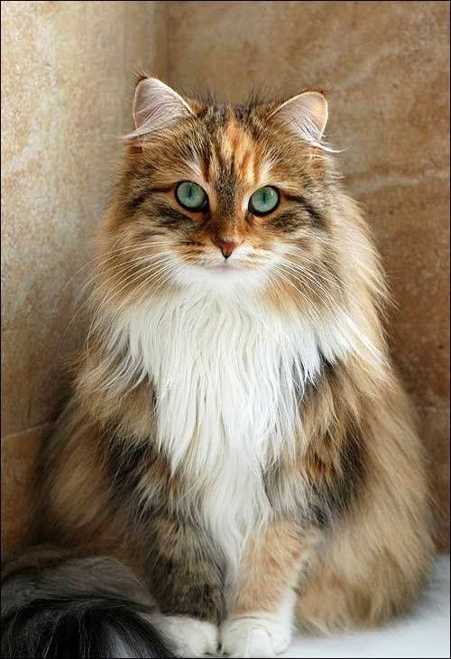 Вуса, лапи і хвіст: найкрасивіші коти в світі