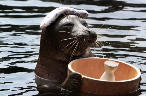 Чудо скотинушки:)