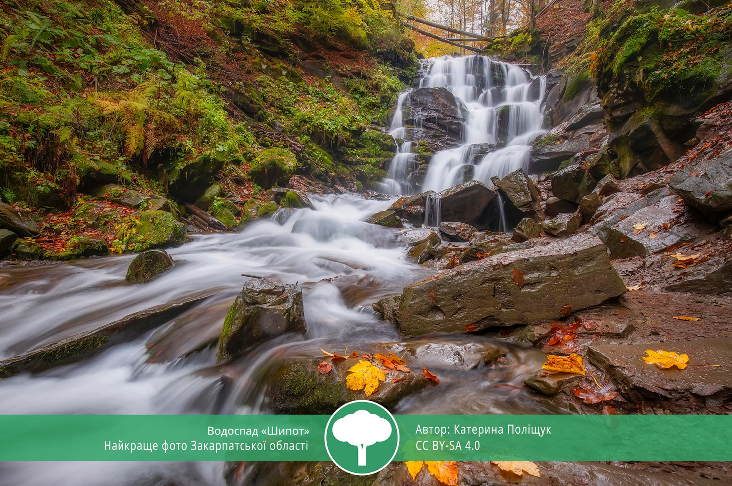 Вики любит Землю 2021