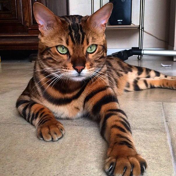 Бенгальский кот с невероятно красивой шерстью