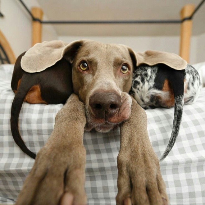 Мимимишный пост