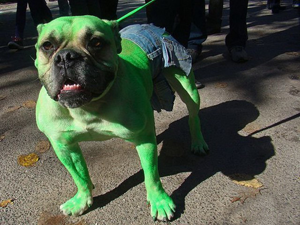 Мой хозяин - идиот!