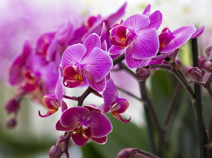 як доглядати за орхідеями