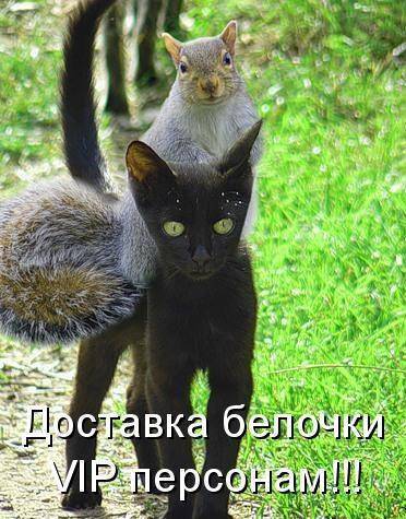Классные котоматрицы