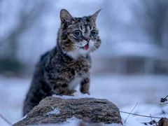 У США померла одна з найвідоміших в інтернеті кішок