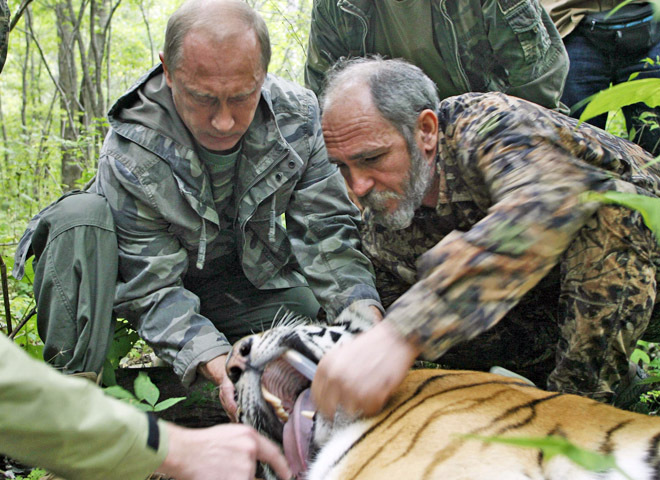 Путин, тигры