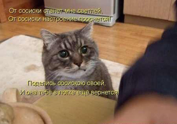ТОП лучших котоматриц