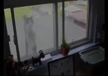 Боевой кот и его противник за стеклом!!!