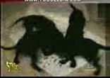 funny_dogs