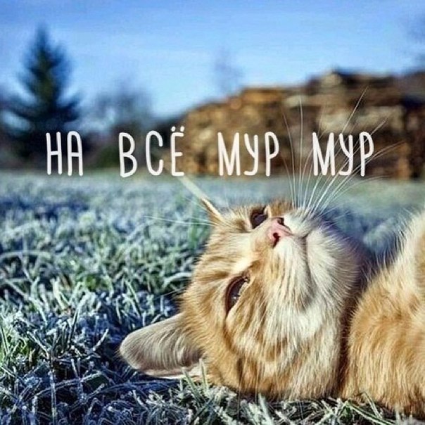 Жизнь мур! мур!