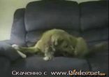 Собака Ідіот