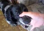 Собака битбоксер DoG bitbox