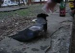 Ворона - пьянь)