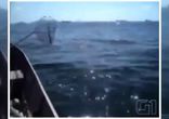 Рыбаки спасли дельфиненка