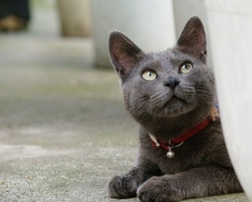 Пойми меняу