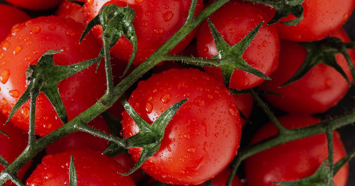 El tomate es una fruta o una verdura