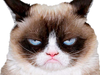 Grumpy Cat