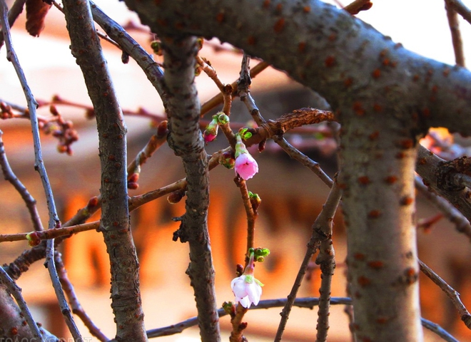 Фотофакт: на Закарпатті в листопаді зацвіла сакура