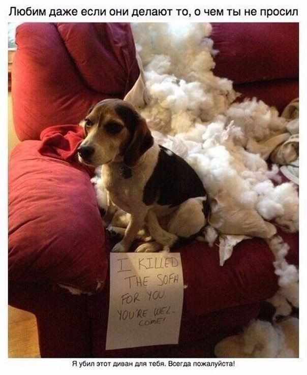 Милый пост про собак