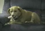 Bad dog
