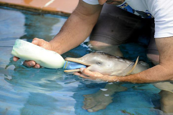 Очаровательный малыш-дельфинчик