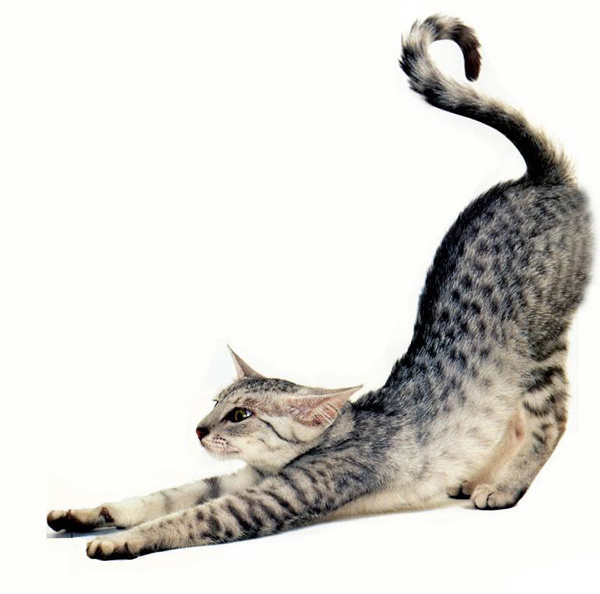 Легкая йога с котами
