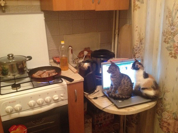 Коты на посту в ожидании вкусняшек