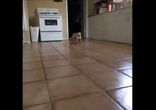 Top 100 Vine Animal __ BestVine