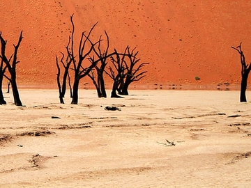 Мертвый лес в Намибии