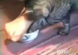 Коты - ходячий прикол)