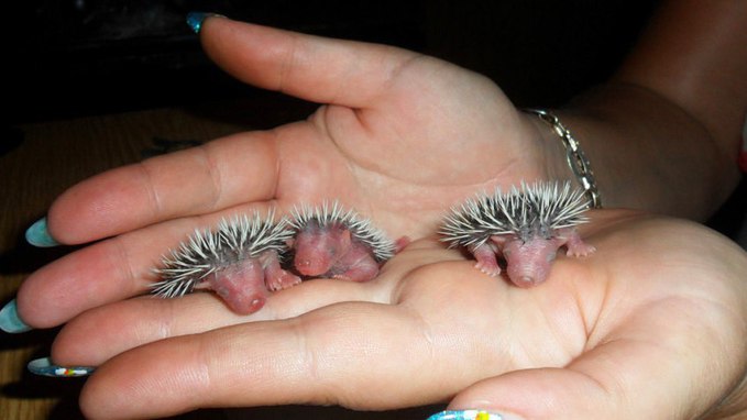 Рідкісні фото новонароджених тварин, які змусять зворушитися
