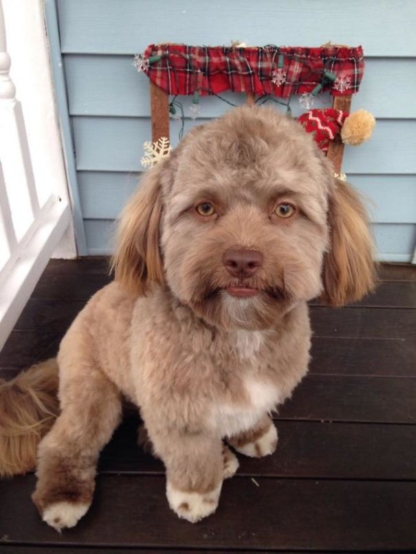 Yogi - Собачка с человеческим лицом