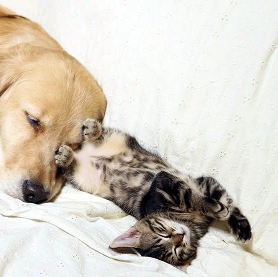 Мимимишные фото котенка и собачки