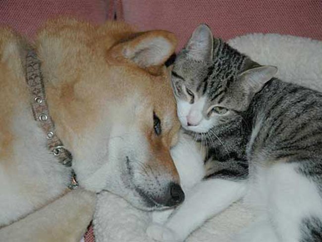 Это любовь! Нежные фото собак и котов