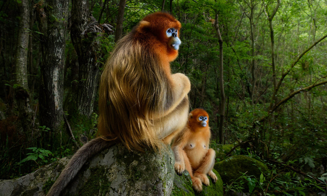 Wildlife Photographer of the Year 2018