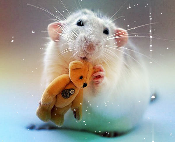 Мимишная открытка к Новому году крысы 2020